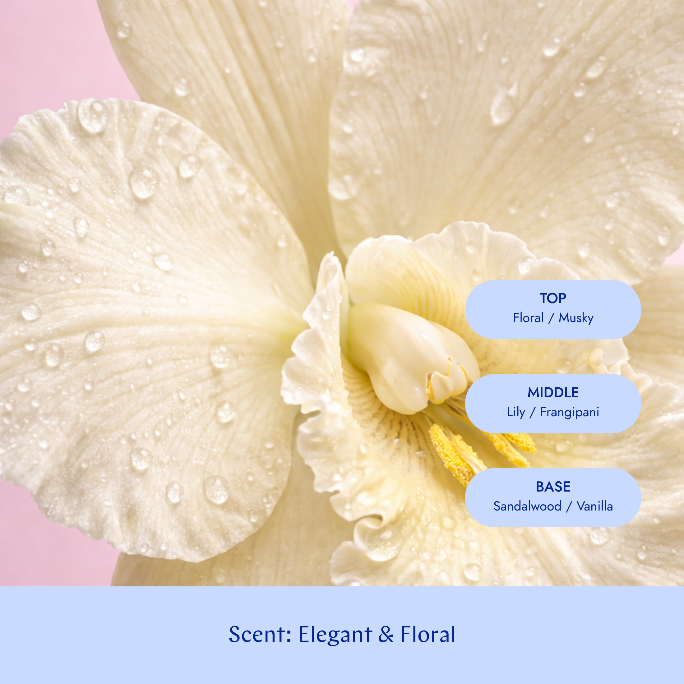 Silver Conditioner 100 ML